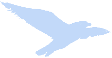 Solo Gull 230x120.png